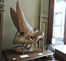 Skull cast from the side Teylers museum (7) (19618906046).jpg