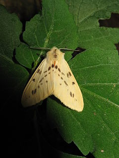 <i>Lemyra</i> Genus of moths