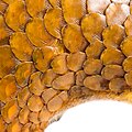 Detail of ground pangolin scales