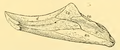 The Osteology of the Reptiles-061 vgbhjnkhbg 1n1 juhg.png