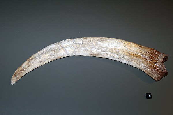 Holotype claw cast of Therizinosaurus