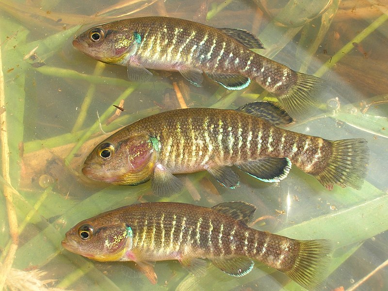 File:Three Novumbra hubbsi.jpg