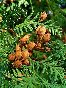 Thuja occidentalis Cones