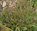 Thymus pulegioides