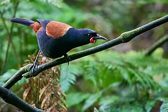 North Island saddleback (tīeke)