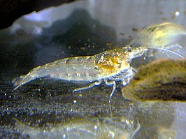 Caridina typus