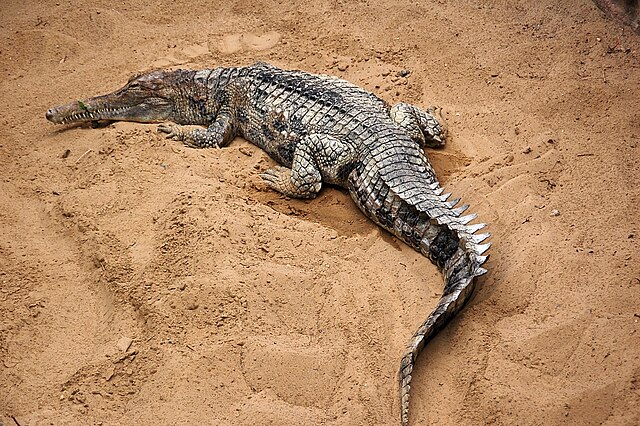 Gavial-da-malásia em corpo inteiro deitado sobre areia.