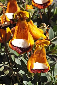 C. uniflora, prakttoffel