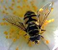 Butinant une fleur d'églantier des chiens (Rosa canina)