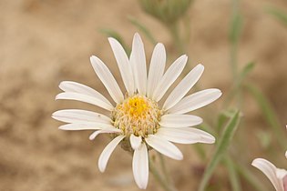 Townsendia florifer