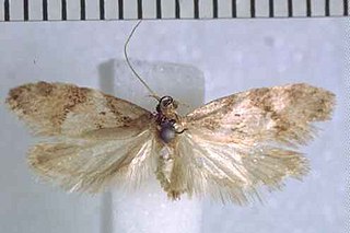 <i>Trachypepla angularis</i> Species of moth endemic to New Zealand