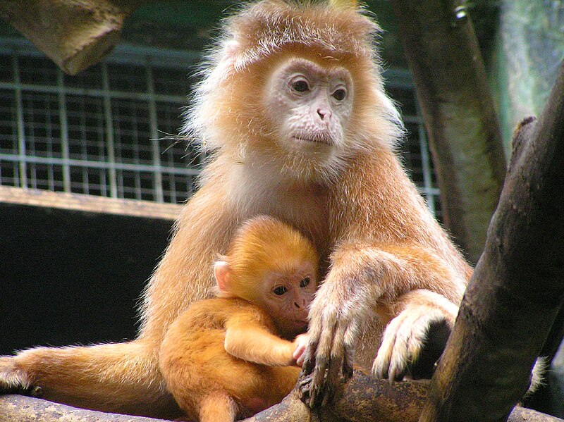 File:Trachypithecus auratus-Mother and baby.jpg