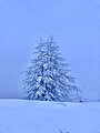 Tree covered by snow