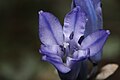 Triteleia grandiflora