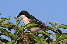 L. m. ambiguus
Soysambu Conservancy, Kenya Tropical boubou (Laniarius major ambiguus).jpg