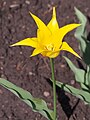 Tulipa 'West Point', Tulipan 'West Point', 2017-05-01