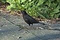 Blackbird (French: Merle noir), Turdus merula: use Category:Blackbirds in heraldry