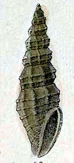 <i>Turrella letourneuxiana</i> species of mollusc