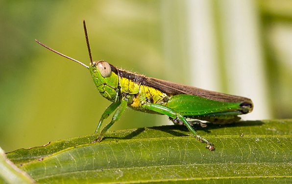 And another grasshopper, which I'm sure we've identified the genus of... on another specimen