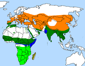 Phân bố của các loài Upupa: Lục nhạt = Upupa africana (đầu rìu châu Phi). Lục sẫm, cam, lam = Upupa epops (đầu rìu, đầu rìu Á Âu). Nâu = Upupa marginata (đầu rìu Madagascar).