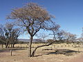 Duimnaelskets vir weergawe vanaf 17:04, 18 Augustus 2012