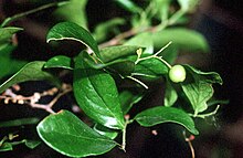 Vaccinium arboreum USDA.jpg