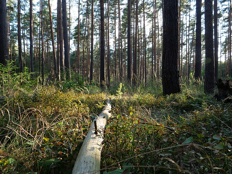 File:Vaccinium myrtillus in the Spandauer Forst 04.jpg