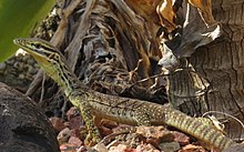 Juvenile Varanus panoptes (15848624016) 2.jpg