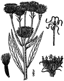 Vernonia arkansana BB-1913.png