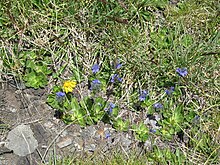 Veronica bellidioides001.jpg