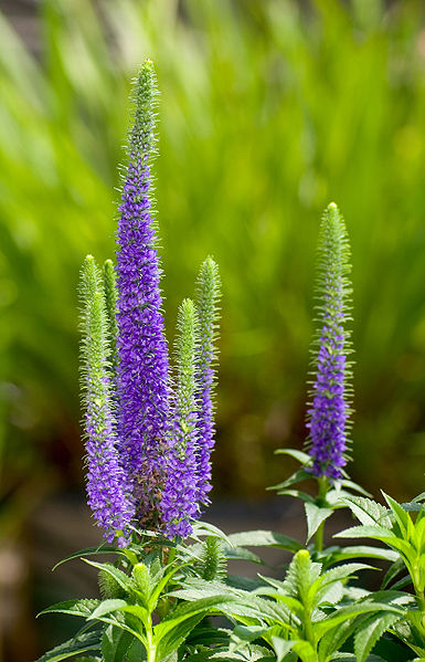 File:Veronica spicata 1005.jpg