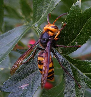<i>Vespa analis</i> Species of hornet