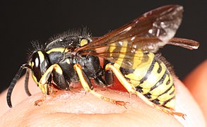 Vespula austriaca.jpg