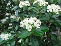 Viburnum tinus