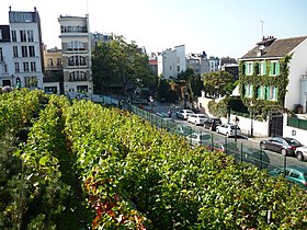 Suuntaa-antava kuva artikkelista Vigne de Montmartre