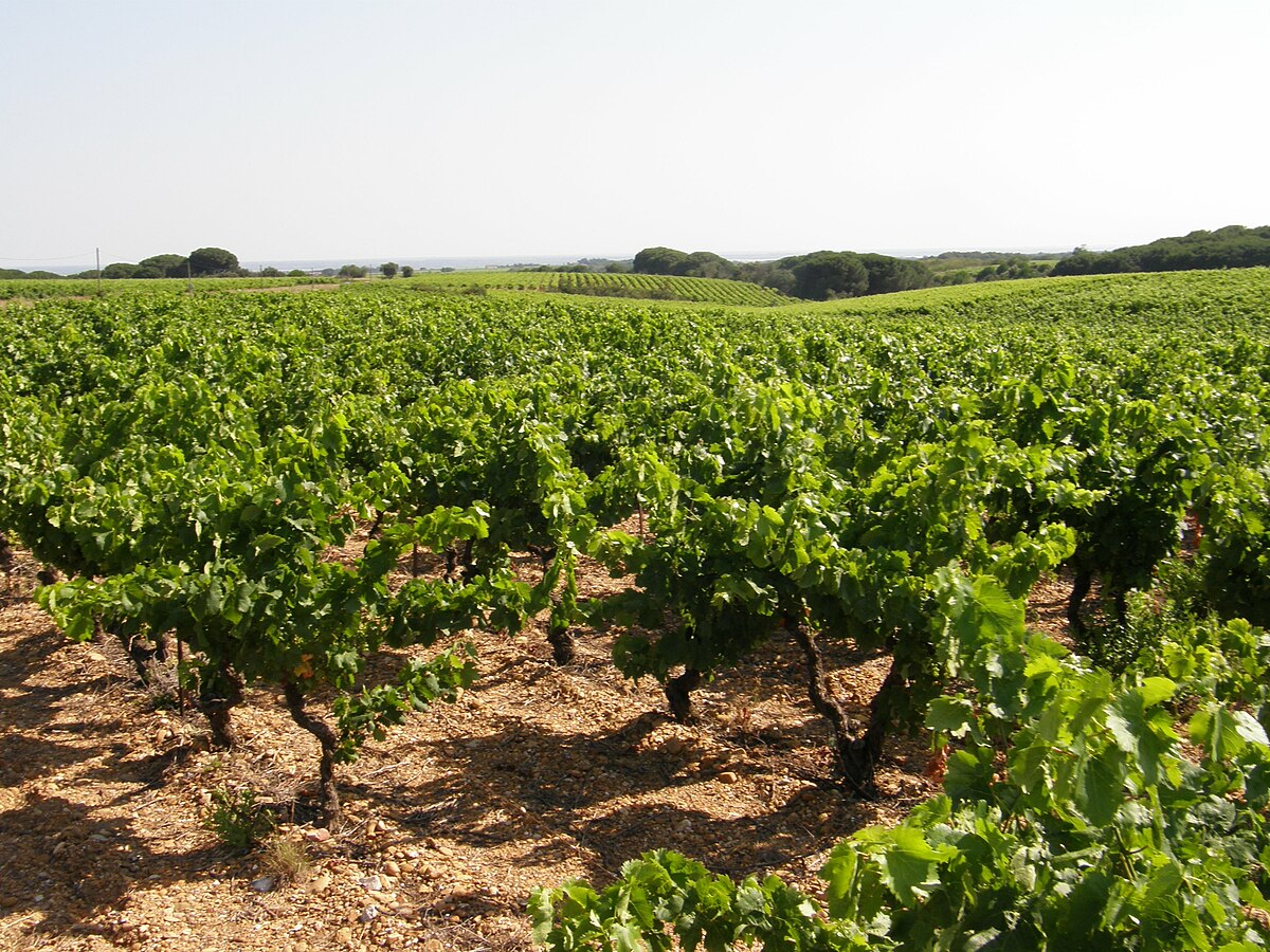 Des vignes. Виноградники Костьер де ним. Виноградники Костьер де ним фото. Костьер де ним. Лангедок Руссильон виноградники фото.