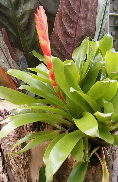 File:Vriesea duvaliana HabitusInflorescence BotGardBln0906.jpg