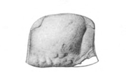 Fossilized head of the Silurian eurypterid ("sea scorpion") Waeringopterus Waeringopterus head 3.png