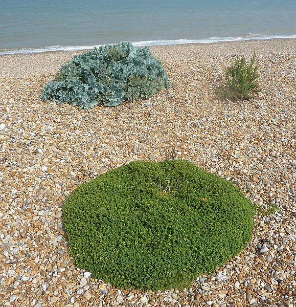 File:Walmer Beach - panoramio (1).jpg