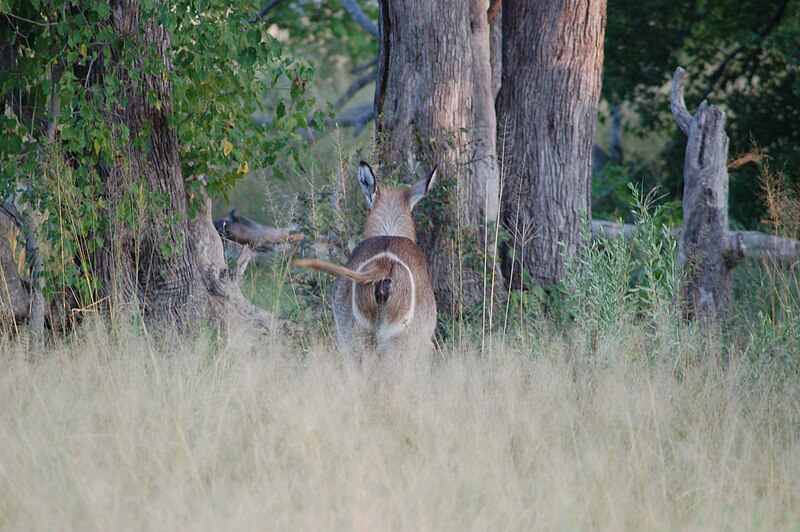 File:Waterbuck, Okavango Delta, Botswana (2685372364).jpg