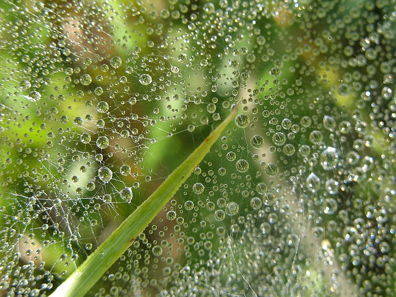 File:Web with dew (3983668574).jpg