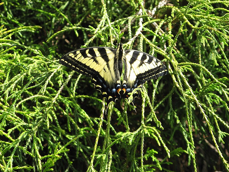 File:Western Tiger Swallowtail.jpg