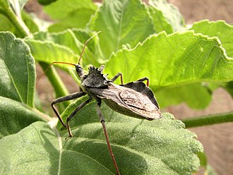 Arilus cristatus: the "wheel bug" Wheel bug back.JPG