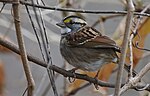 Thumbnail for File:White-throated Sparrow (45371403314).jpg
