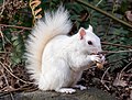 Image 73White (leucistic) eastern gray squirrel with a peanut