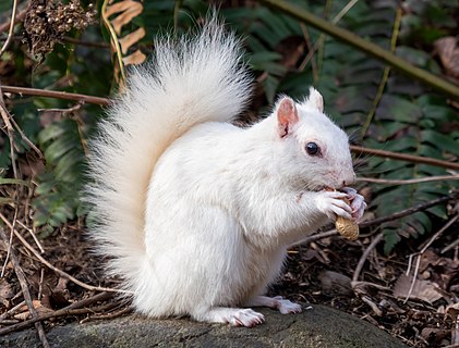 White (leucistic) eastern gray squirrel with a peanut