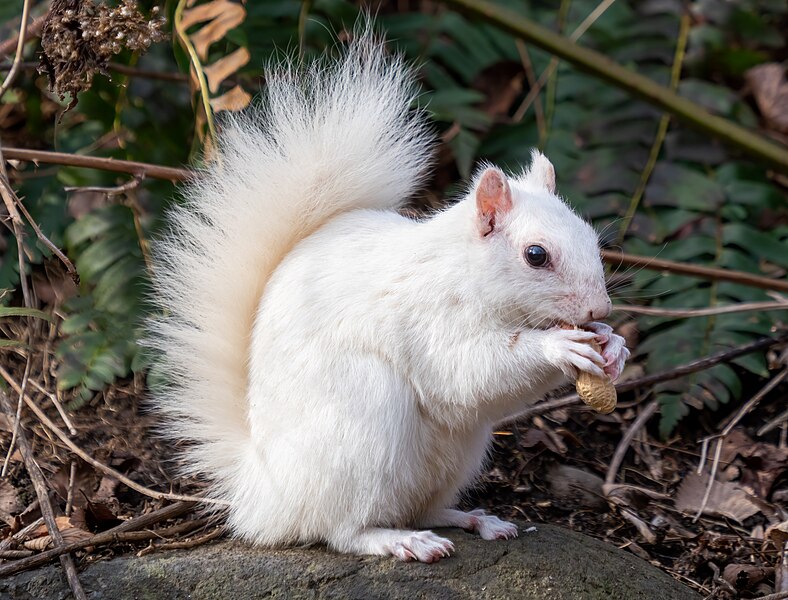 File:White leucistic squirrel with a peanut (85668).jpg