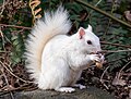 Image 36White (leucistic) eastern gray squirrel with a peanut