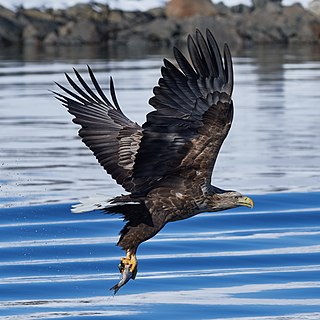 <span class="mw-page-title-main">White-tailed eagle</span> Species of bird