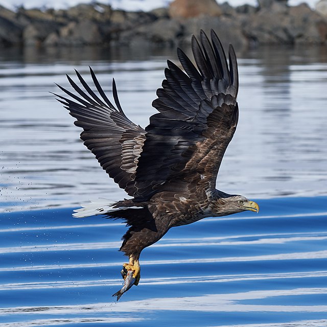Fish Eagle Tackle, Keep Net Stand